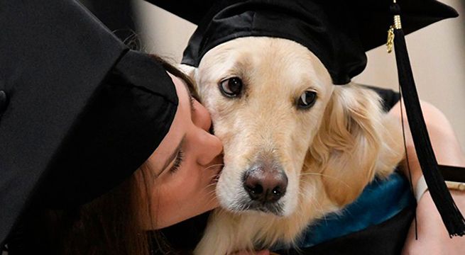 Perrito se graduó de universidad tras acompañar todos los días a estudiante en silla de ruedas