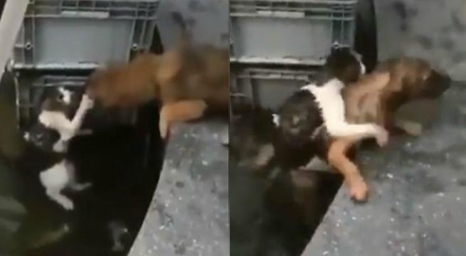 Perro salva a gato de morir ahogado (Video)