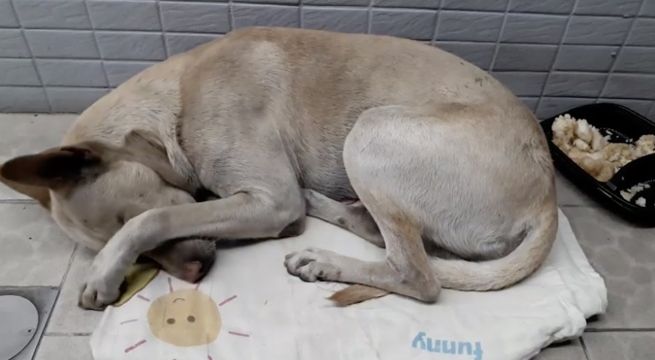 Perrito abandonado esperó a su dueño por medio año frente de un negocio (Video)