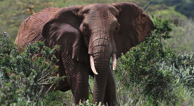 Intentó hipnotizar a elefante pero terminó siendo pisoteado hasta la muerte
