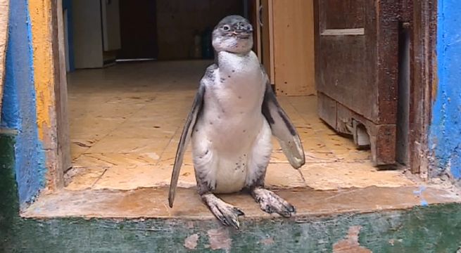 Reporte Semanal: el rescate de la pingüinita 