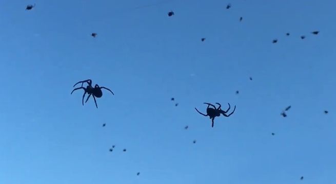 Graban espectacular 'lluvia de arañas' en Brasil (Video)