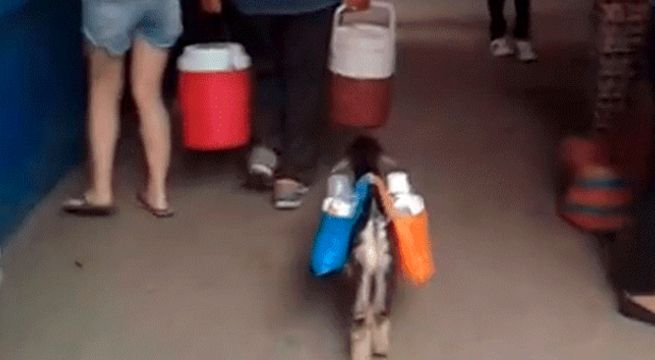 Chivito ayuda a su dueño a vender jugos naturales en mercado (Video)