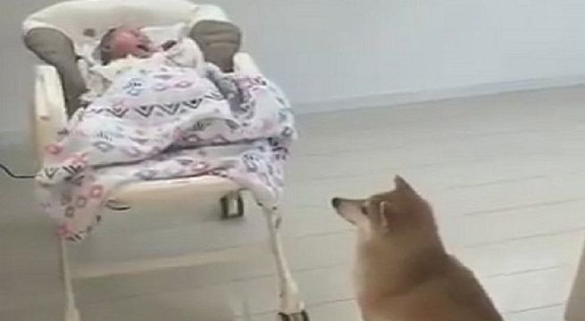 Perro sorprende con su habilidad para calmar el llanto de un bebé (Video)