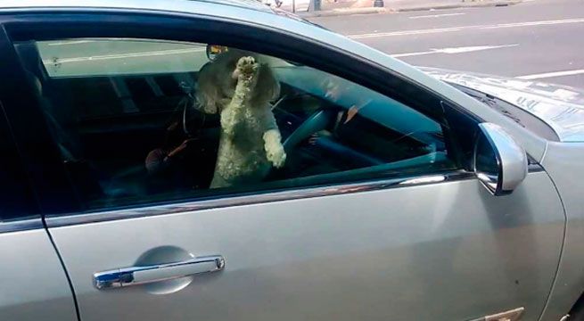 Ahora es legal romper la luna de un auto para salvar a una mascota encerrada