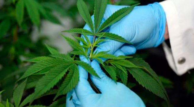 Cannabis medicinal se venderá en farmacias y no por internet
