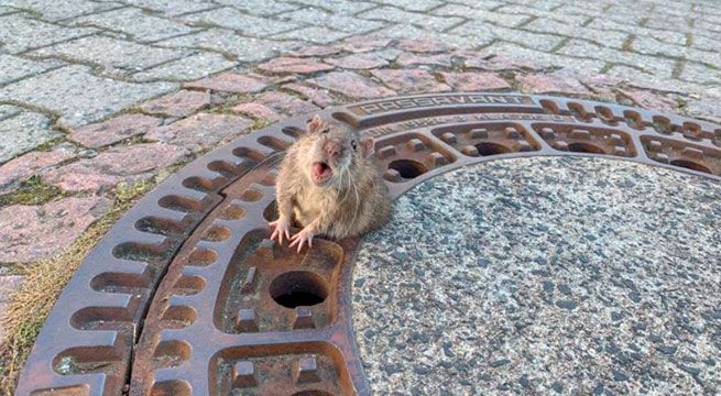 Rata con sobrepeso se queda atrapada en alcantarilla (video)