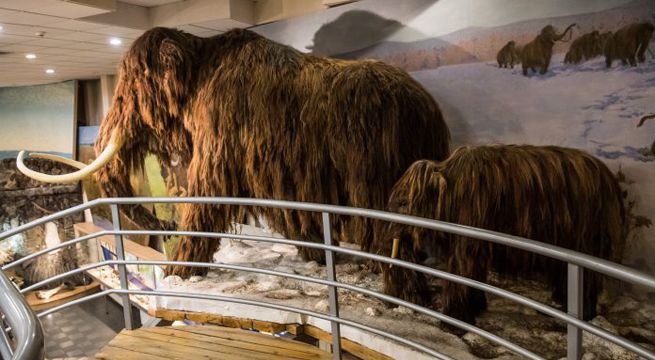 Científicos logran activar células de un mamut que vivió hace 28 mil años