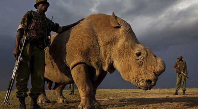 Castigarán con pena de muerte la caza ilegal de animales en este país