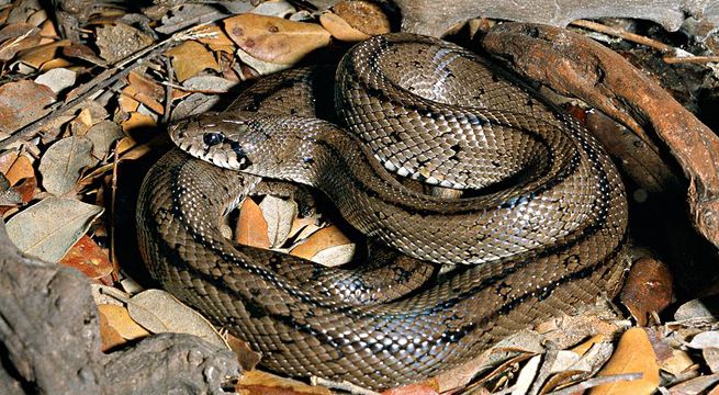 Culebra se oculta dentro de inodoro y desata el pánico en familia [Video]
