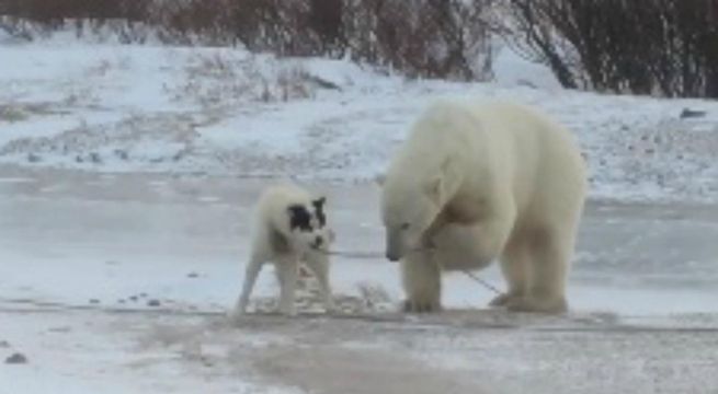 Oso polar se encuentra con perro encadenado y trata de liberarlo [Video]
