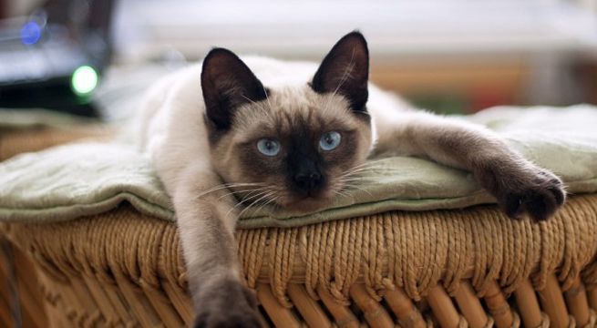 ¿Los gatos realmente ignoran a sus amos cuando los llaman? Esta investigación dio la respuesta