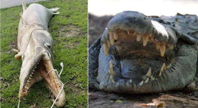 Capturan criatura mitad lagarto y mitad pez, despertando el terror en la gente [VIDEO]