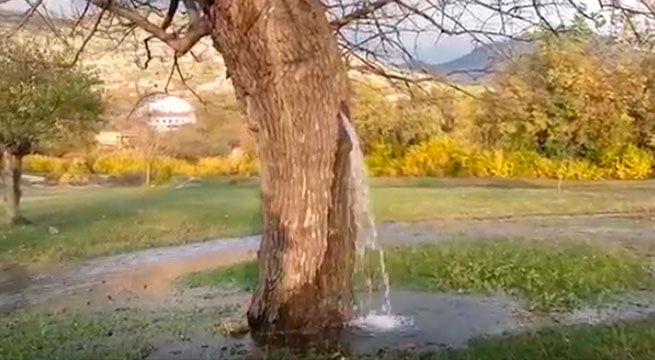 Conoce la historia del misterioso árbol de donde brota agua hace 25 años [VIDEO]