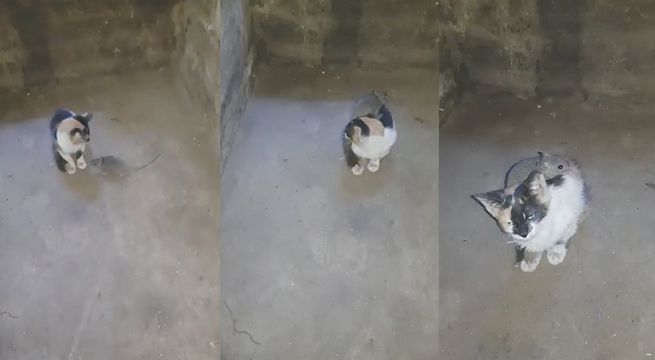 Gato se niega a cazar ratón y se vuelve su mejor amigo [Video]