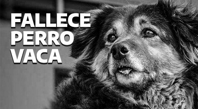 Murió Perrovaca, la mascota más querida por los alumnos de San Marcos