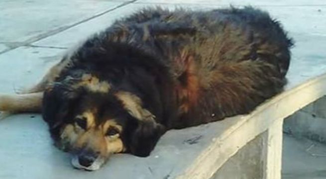 Murió 'Perrovaca', la querida mascota de la Universidad de San Marcos