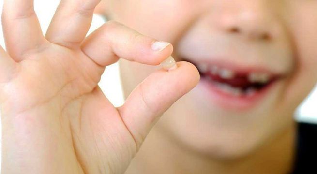 Los dientes de leche pueden servir para curar enfermedades