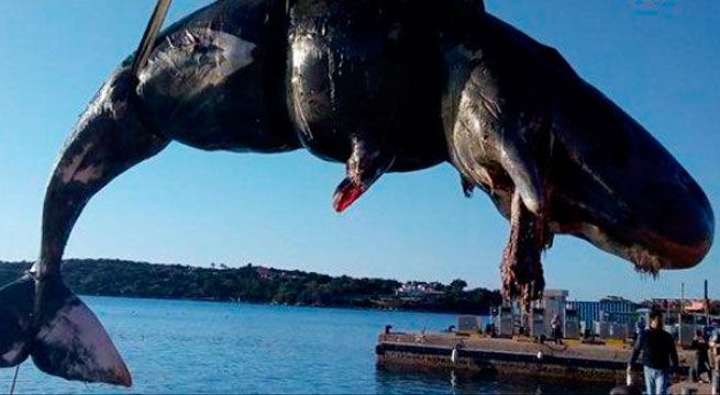 Ballena embarazada es encontrada muerta con 22 kilos de plástico en su estómago