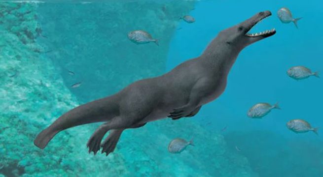 Encuentran en Perú restos de una ballena con cuatro patas
