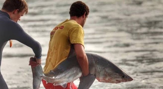Surfistas encuentran tiburón bebé atrapado entre las rocas y hacen de todo por salvarlo (Video)