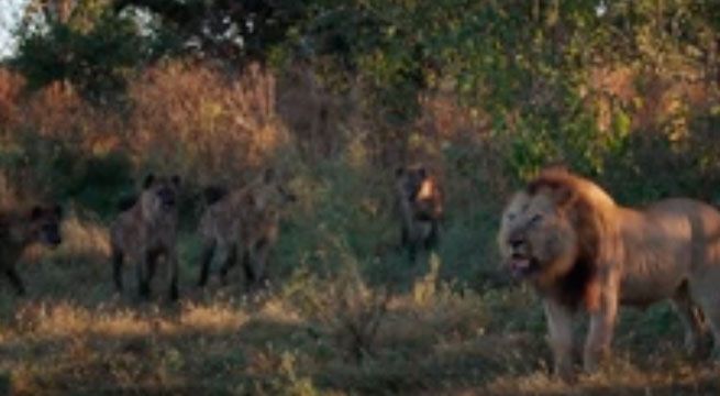 Hienas atacan a leona embarazada pero león la defiende [VIDEO]