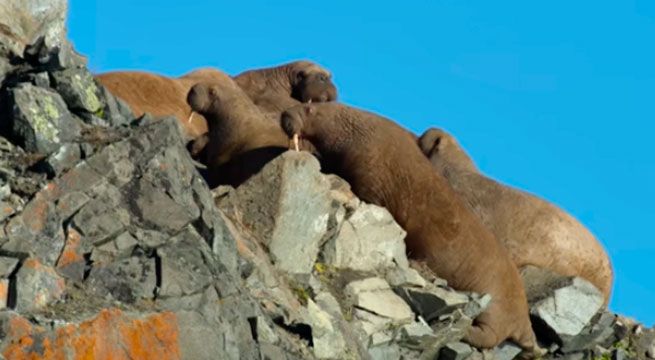 Decenas de morsas se lanzan al vacío y mueren por el calentamiento global [VIDEO]