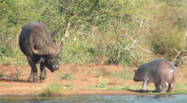 Bebé hipopótamo se enfrenta a cocodrilo y búfalo al mismo tiempo [VIDEO]