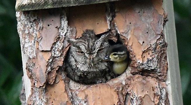 Búho adopta a patito y la razón sorprende a todos