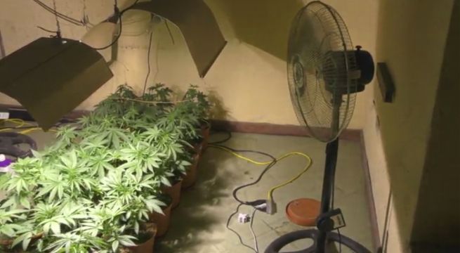 Cultivaban marihuana en el interior de una clínica abandonada