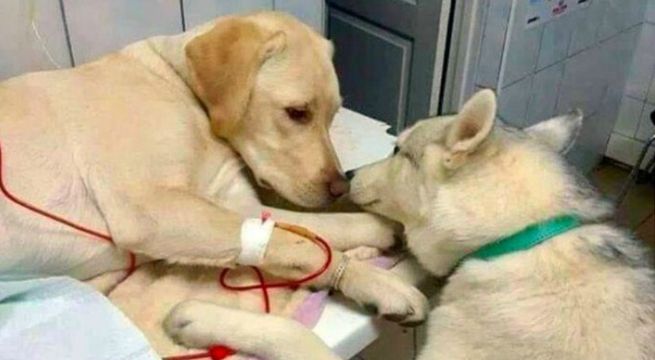 Perrito consuela a pacientes de veterinaria y se vuelve popular en las redes sociales