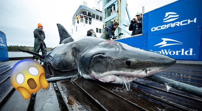 Encuentran un tiburón blanco de cuatro metros mordido por un animal mucho más grande [FOTO]