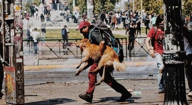 Chilenos se esfuerzan por proteger a perritos de los gases lacrimógenos de las protestas