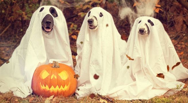 Los disfraces más creativos para tu perro en la noche de Halloween [FOTO y VIDEO]