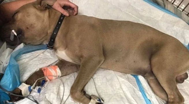 Perro pitbull muere al pelear con serpiente para que no ataque a dos niños