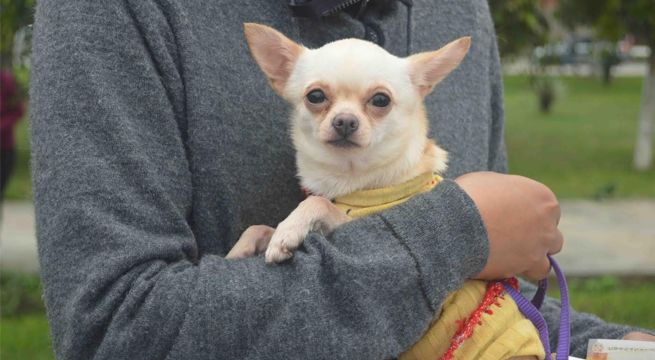 Municipalidad de Pueblo Libre organiza concurso de disfraces para mascotas 