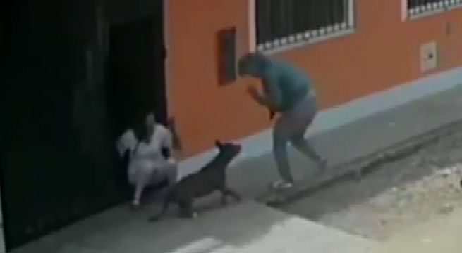Valiente perrito enfrentó a delincuente y salvó a su dueña en San Martín de Porres [VIDEO]