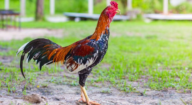 Declaran ilegales las peleas de gallos en Estados Unidos