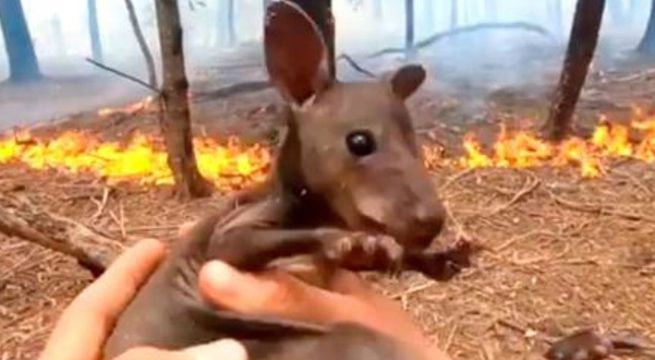 Así fue el emotivo rescate de un canguro bebé de los incendios de Australia [VIDEO]