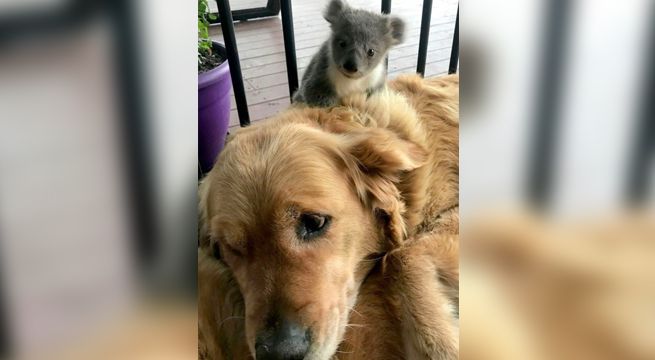 ¡HEROÍNA! Perrita le salvó a la vida a un koala bebé que estuvo cerca de morir