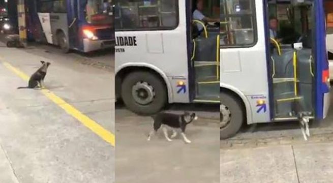 Perrito espera todos los días a chofer de autobús que le regala comida [Video]