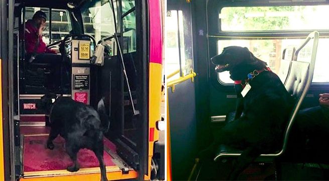 Perrita toma un bus sola todos los días para ir a jugar al parque [FOTOS]