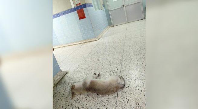 Perrito espera a su dueño en hospital de Huacho sin saber que ya murió