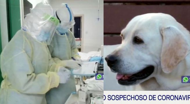 Alerta en mascotas: primer perro sospechoso de coronavirus [Video]