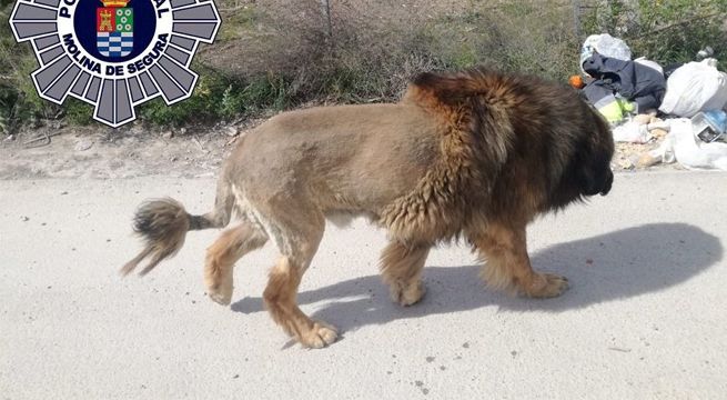 Reportan a un peligroso león caminando por las calles, pero resultó siendo otro animal [FOTOS]