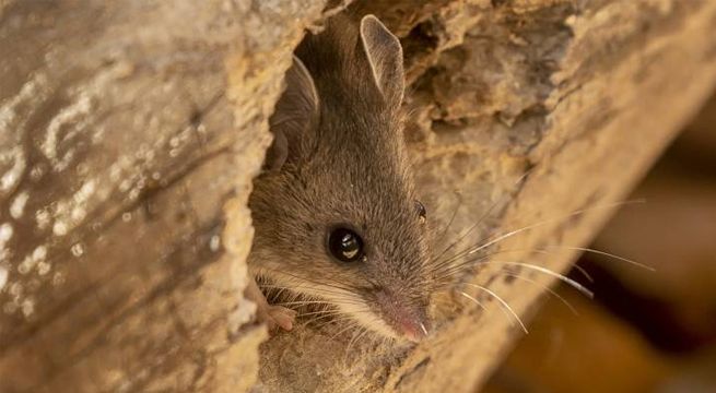 Hombre muere por hantavirus en China y despierta el pánico