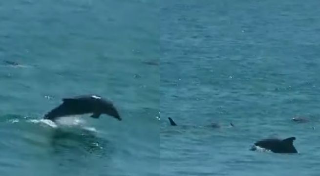 Familia de delfines es captada jugando en el mar de La Herradura [VIDEO]
