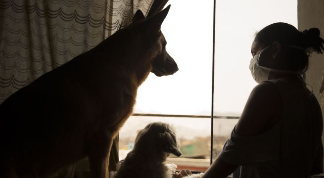 Coronavirus en Perú: recomendaciones para cuidar a nuestras mascotas durante cuarentena [VIDEO]