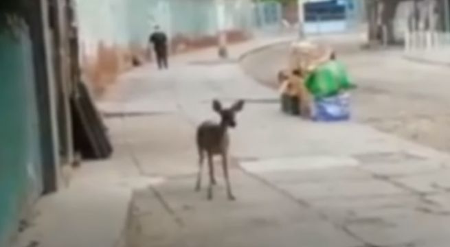 Venado es visto cerca de un mercado de Piura durante cuarentena [VIDEO]