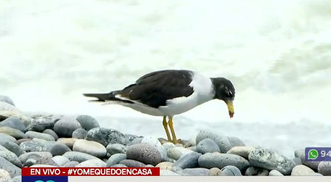 Ecosistema de Lima reaparece con fuerza por cuarentena obligatoria [Video]